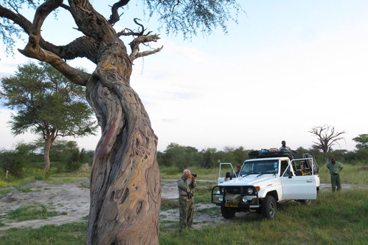 chapungu-zimbabwe-tsholotsho-15 chapungu-zimbabwe-tsholotsho-15