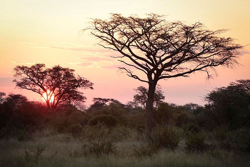 chapungu-zimbabwe-tsholotsho-2-1
