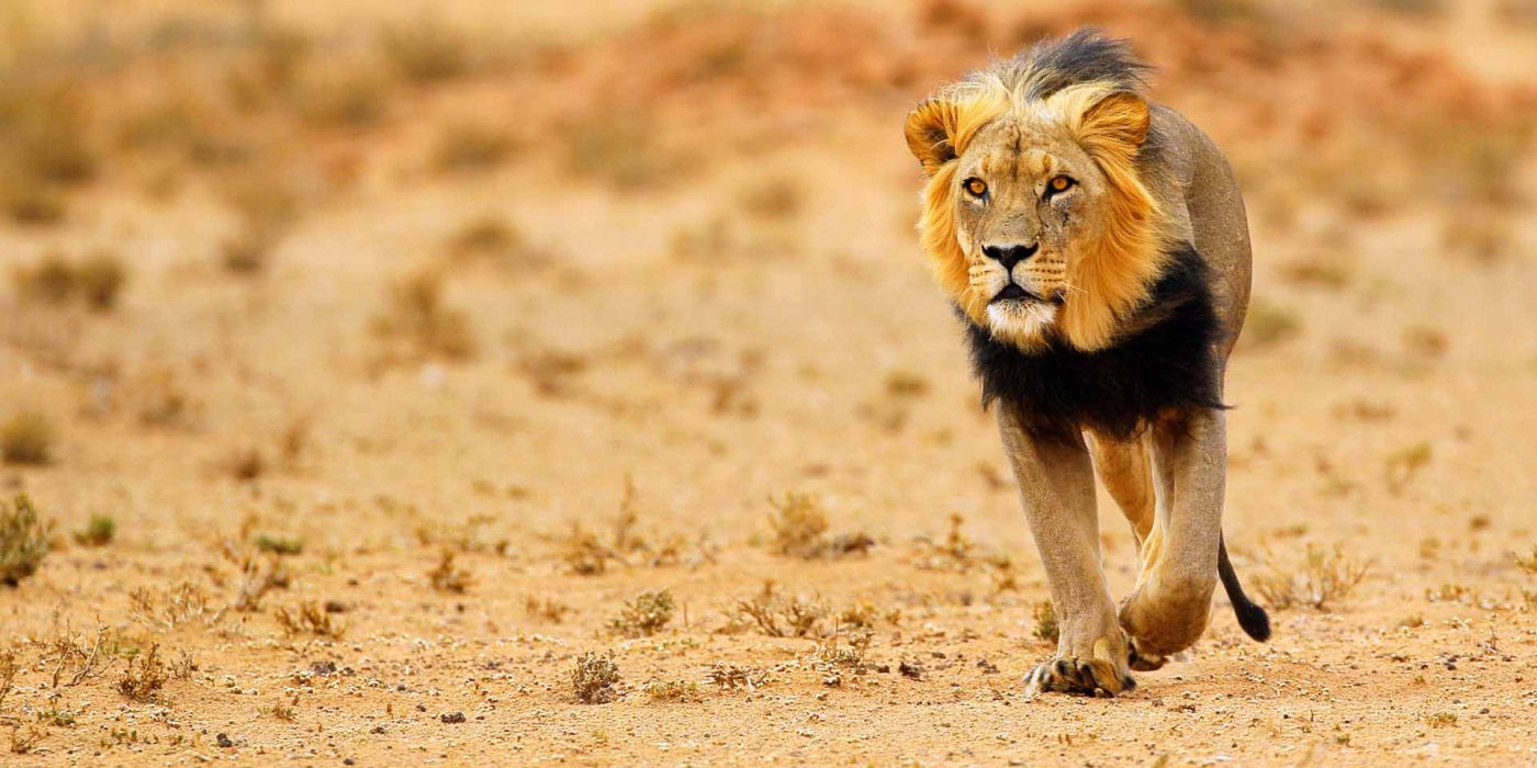 nws-st-botswana-black-maned-lion-kalahari