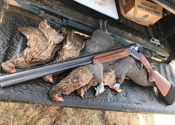 wingshooting-700-500-002